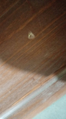 Киот напольный "Суздальский", цвет "кипарис", резной, 94х50х254 см, У-2025 фото 3