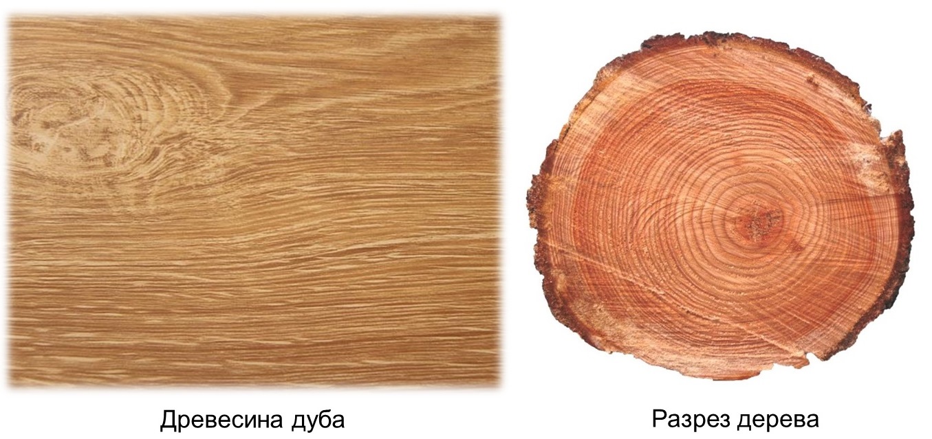 Drevesina-duba.jpg Drevesina-duba.jpg